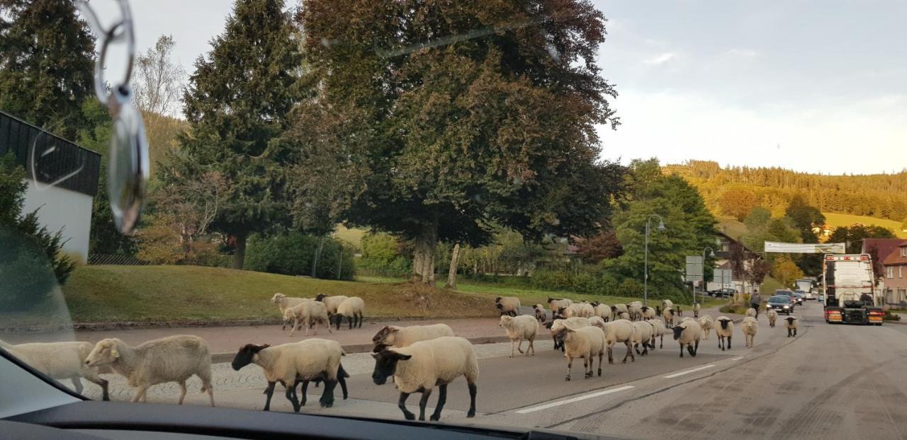 Ferienwohnung Vogelnest Im Schwarzwald Baiersbronn Esterno foto